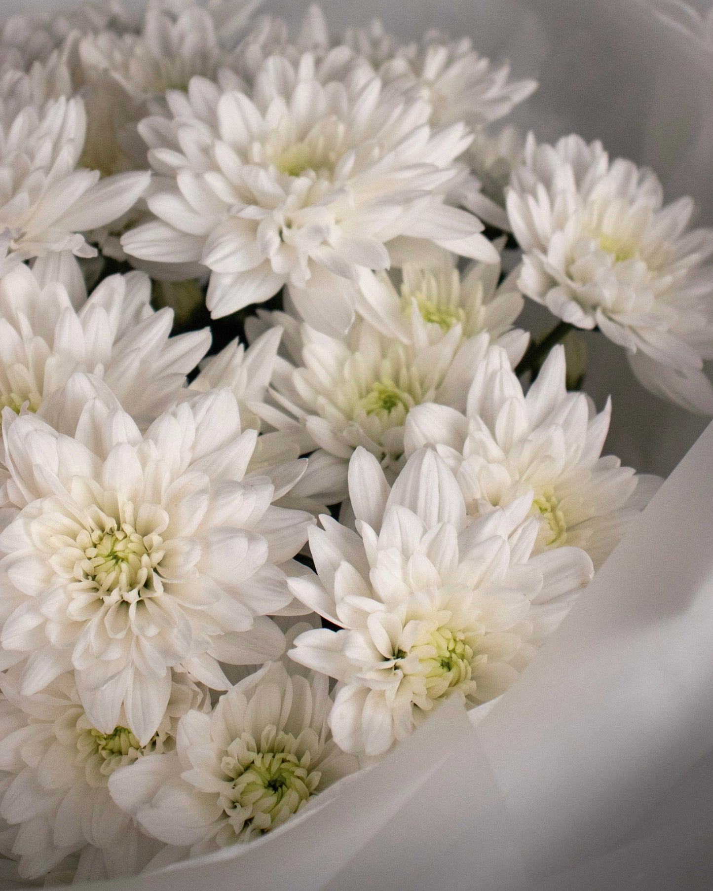 Pure White Chrysanthemum Bouquet