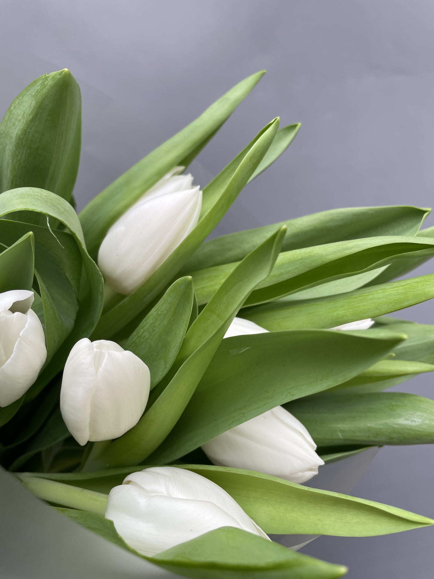 Sara - bouquet of white tulips