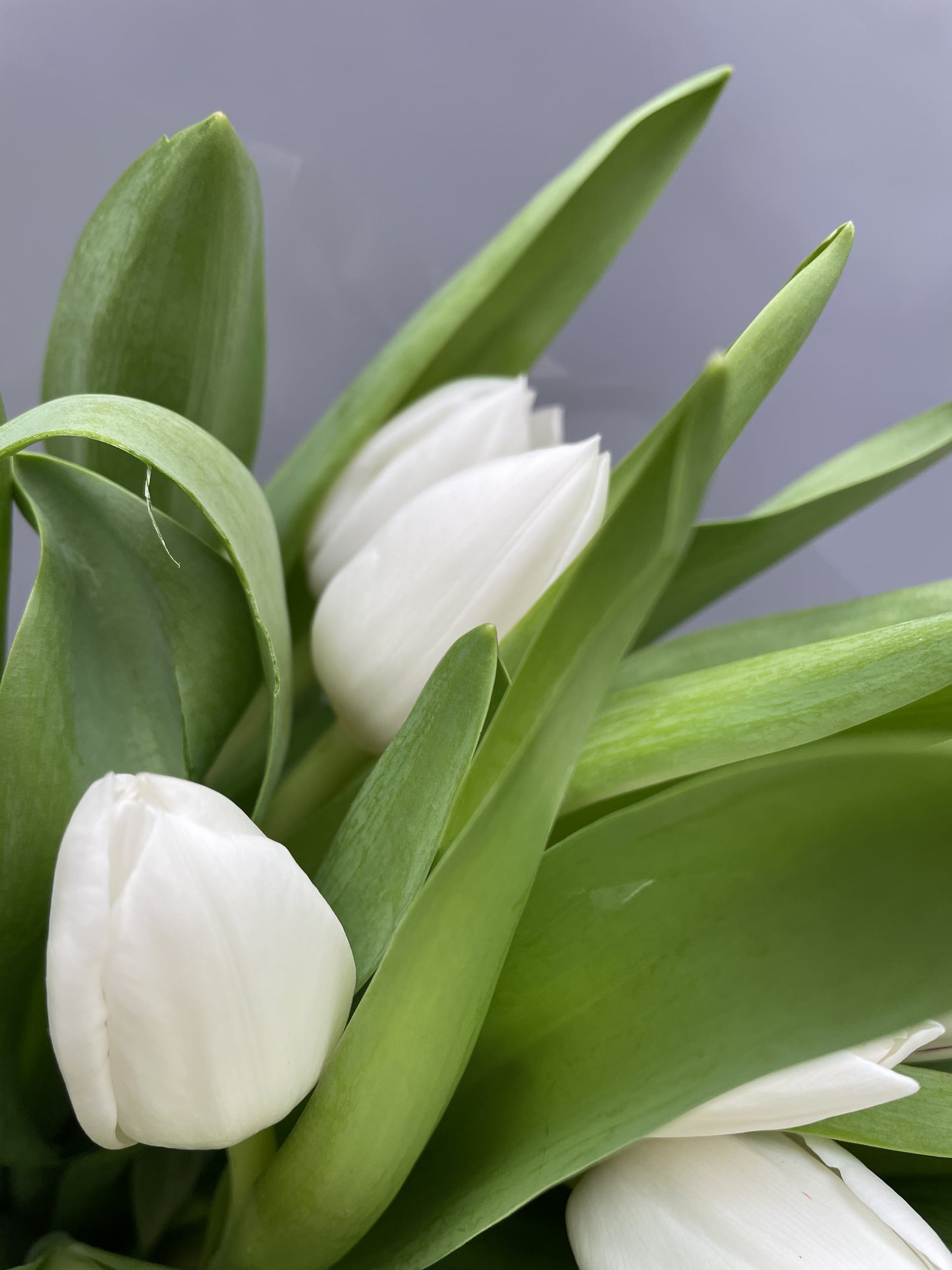 Sara - bouquet of white tulips