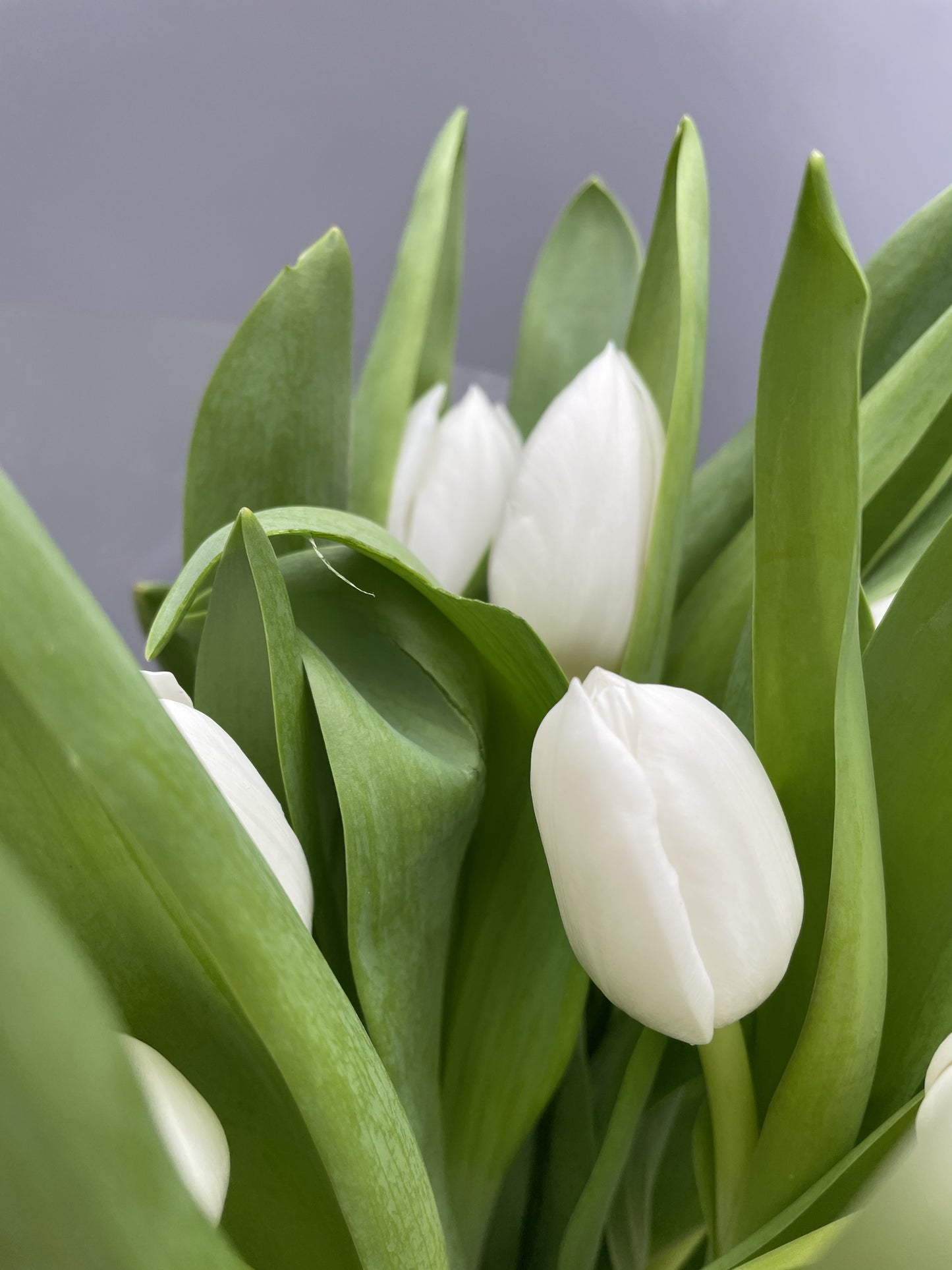 Sara - bouquet of white tulips