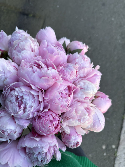 Annette - mono bouquet of pink peonies