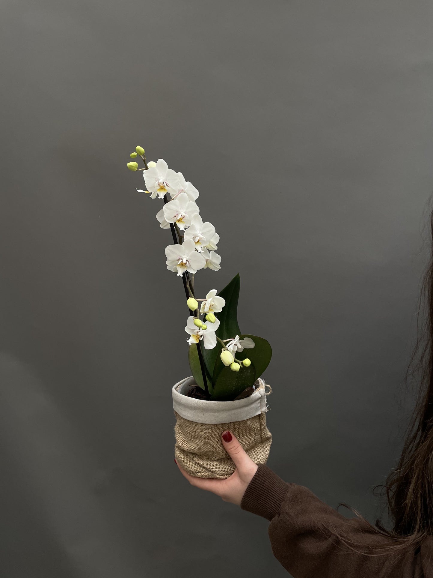 White orchid - potted plant