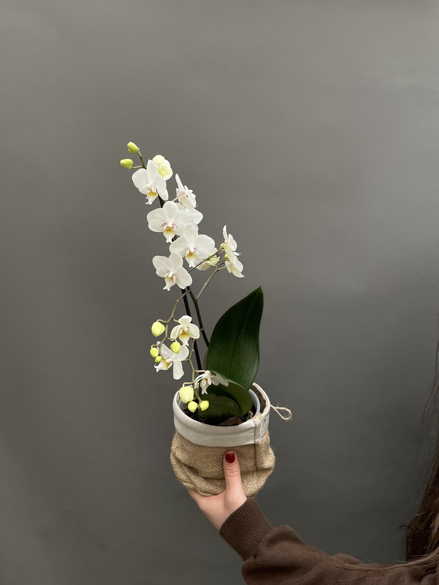 White orchid - potted plant