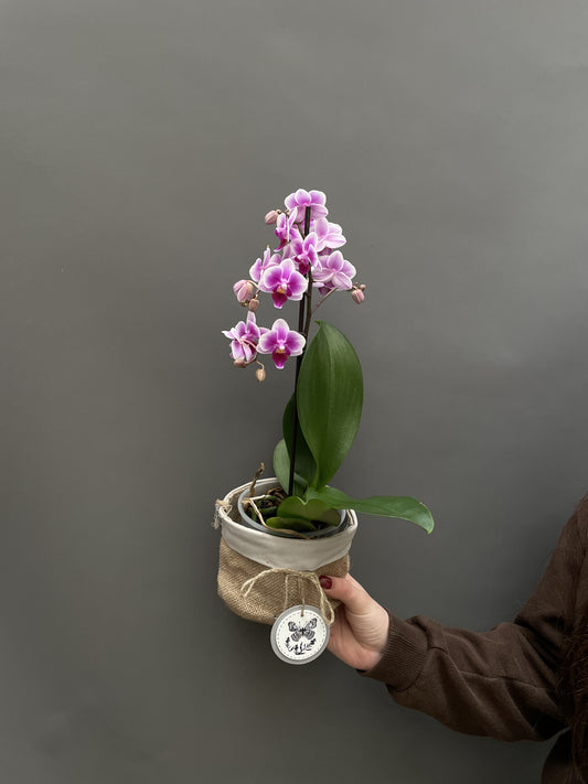 Violet orchid - potted plant